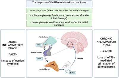 Critical illness-related corticosteroid insufficiency - an overview of pathogenesis, clinical presentation and management